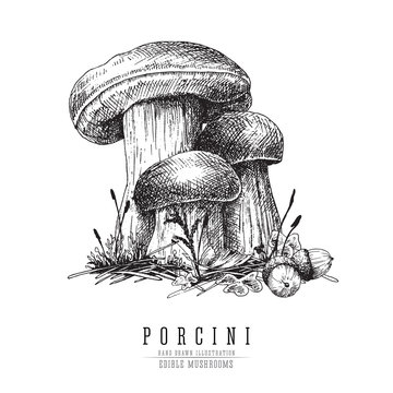 Cep mushroom vecor sketch illustration, porcini boletus with forest accessories: moss, plants, acorns.  Edible mushroom isolated engraving on white background.