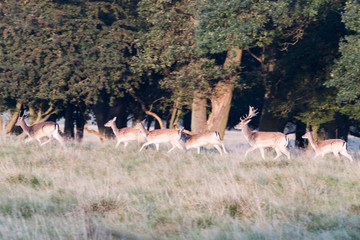 Fallow deer