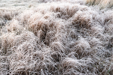 Hoarfrost on the grass, green and dry leaves. Natural backgrounds and textures.