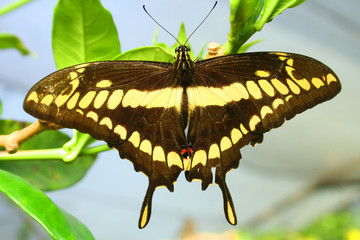 Brown and Yellow Butterfly on a Plant