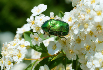 May green beetle, bronze green