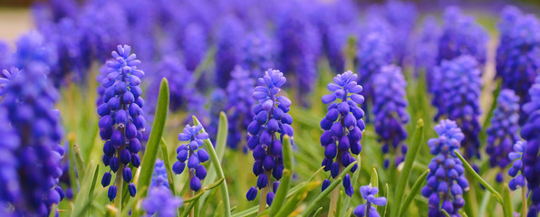 Muscari - blue flowers