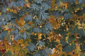 Otoño