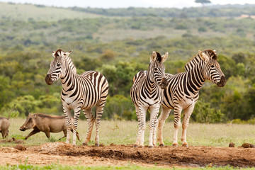 Fototapeta na wymiar Zebras standing and looking all in different directions