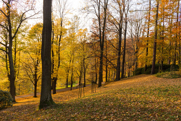 Forest spring nature landscape in sunny spring weather. Sunset in forest.