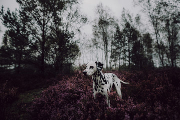 Dalmatiner im Blaukraut