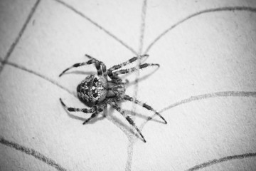 Spider Crusader on a light background. one spider, close up. drawn on the web...