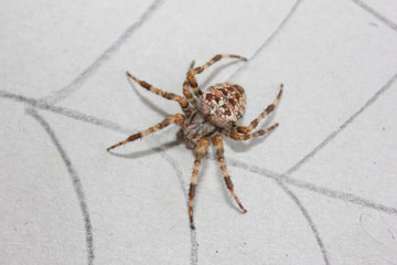 Spider Crusader on a light background. one spider, close up. drawn on the web...
