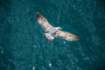Fototapeta premium Mouette en plein vol sur le Bosphore 