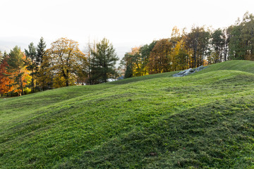 Summer landscape of young green forest