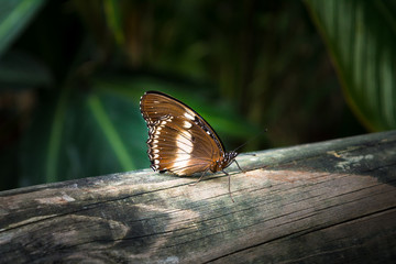 Fototapeta premium The butterfly Cruiser butterfly (Vindula arsine) with orange and brown folded wings is sitting on the piece wood fence in Cairns, Kuranda, Australia .