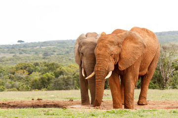 Elephants standing with their trunks close to each other