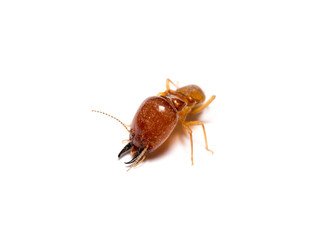 closeup big termite soldier