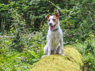 Portrait eines Parson Russell Terriers sitzend auf einem mit Moos bewachsenem Baumstamms mit...