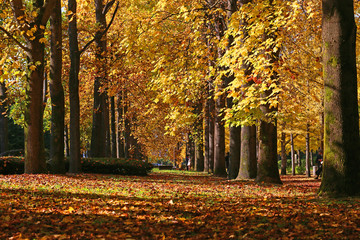 Plakat 秋のユリノキの並木道