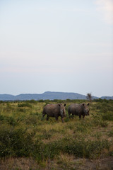 Rhino couple