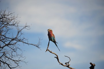 National bird Botswana