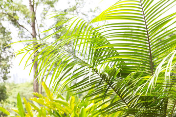 Fototapeta na wymiar Palm leaves and sky