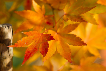 Golden autumn blur background with color maple leaves