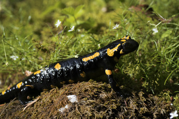 Feuersalamander