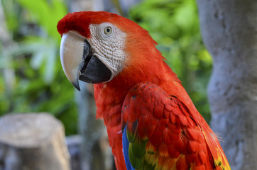 Close up of large red parrot.