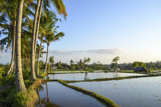 Small green rice plants growing in the shallow paddy fields, rice paddies with mud dividing walls, on the plain between small villages. 