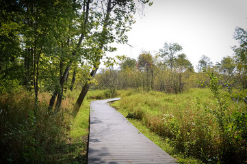 Boardwalk in the woods