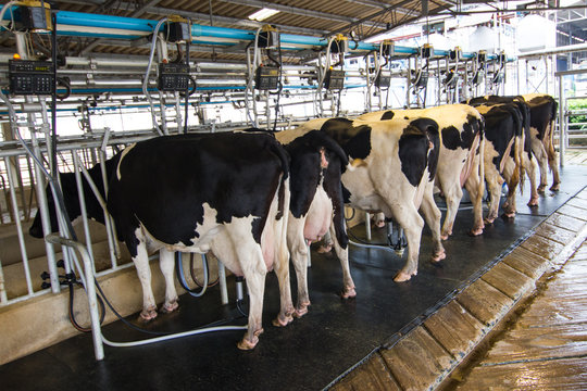 Cow milking facility, Milking cow with milking machine modern 