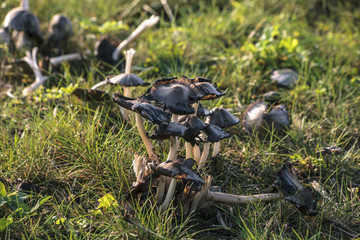 The last autumn mushrooms