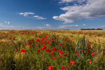 A field with wheat ears and lots of red poppies. Beautiful sky with clouds. The expanse of fields.

