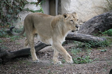 La lionne du zoo