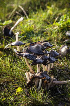 The last autumn mushrooms
