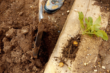 Young potato on soil cover. Plant close-up.Organic Potato Cultivation.Fresh potato vegetable with tubers in soil dirt surface background
