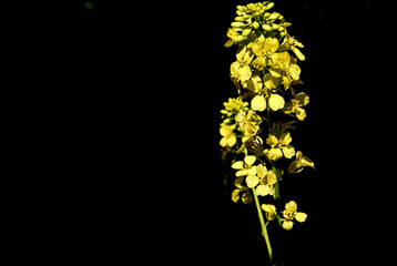 Close-up of yellow wildflower on black background