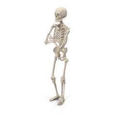 medical accurate male skeleton standing pose on white. 3D illustration