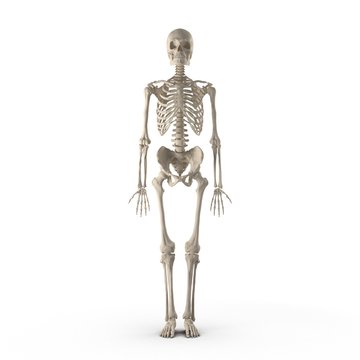 Human Male Skeleton standing pose on white. Front view. 3D illustration
