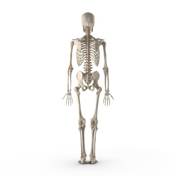 Human Male Skeleton standing pose on white. Rear view. 3D illustration