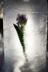 Delicate flower put in an ice cube
