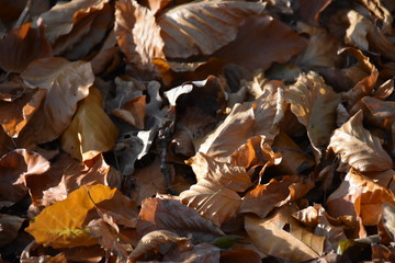 braune Herbstblätter