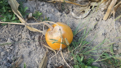 gourd