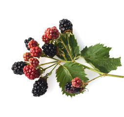 Brombeeren, Rubus, fructicosa