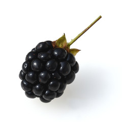 Brombeeren, Rubus, fructicosa