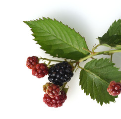 Brombeeren, Rubus, fructicosa
