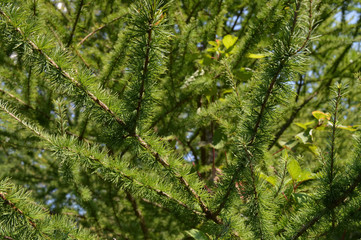 Evergreen tree needles