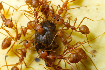 Macro shot of ant