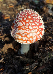 Fliegenpilz, Amanita, muscaria, var, Muscaria