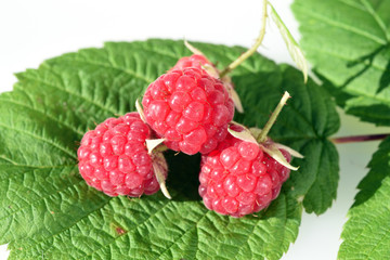 Himbeeren, Rubus, idaeus