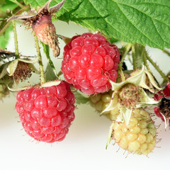 Himbeeren, Rubus, idaeus