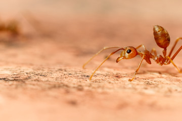 Macro shot of ant