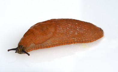 Rote, Wegschnecke, Arion rufus, Nacktschnecke